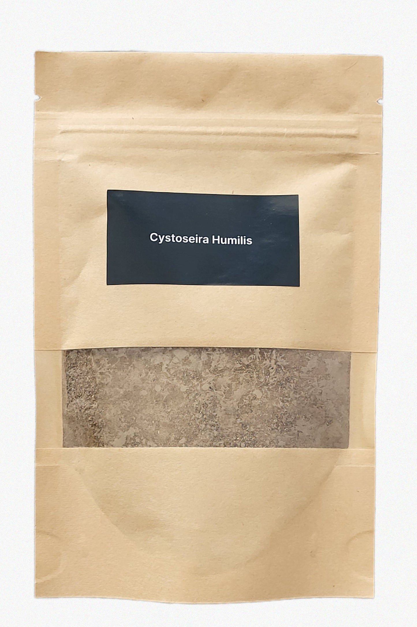 Cystoseira humilis Seaweed DIY Kit – Large (80 g)