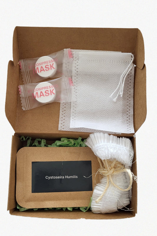 Cystoseira humilis Seaweed DIY Kit – Small (10 g)