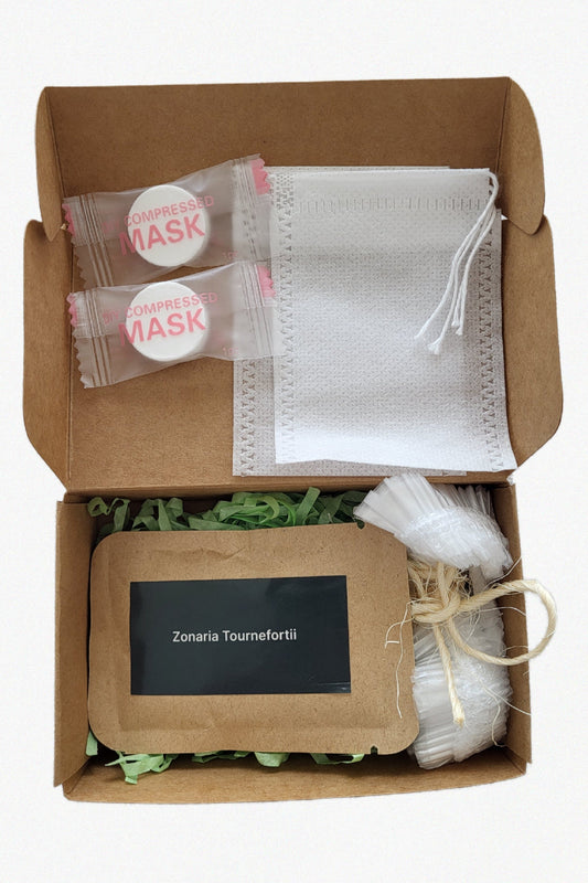 Zonaria tournefortii Seaweed DIY Kit – Small (10 g)