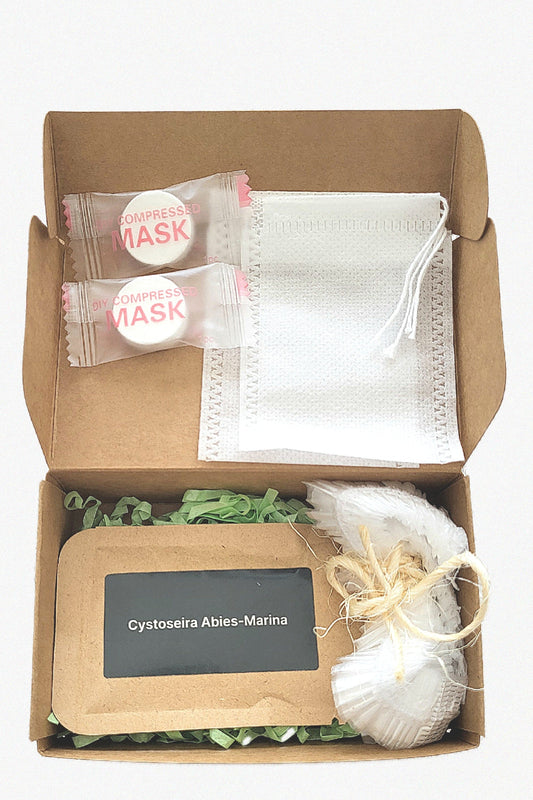 Cystoseira abies‑marina Seaweed DIY Kit – Small (10 g)